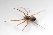 herfsthangmatspin (linyphia triangularis) 10-2014 1062